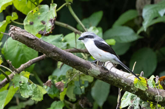 Image de Pie-grièche de Mackinnon