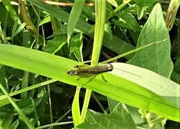 Image of Olive-green Swamp Grasshopper