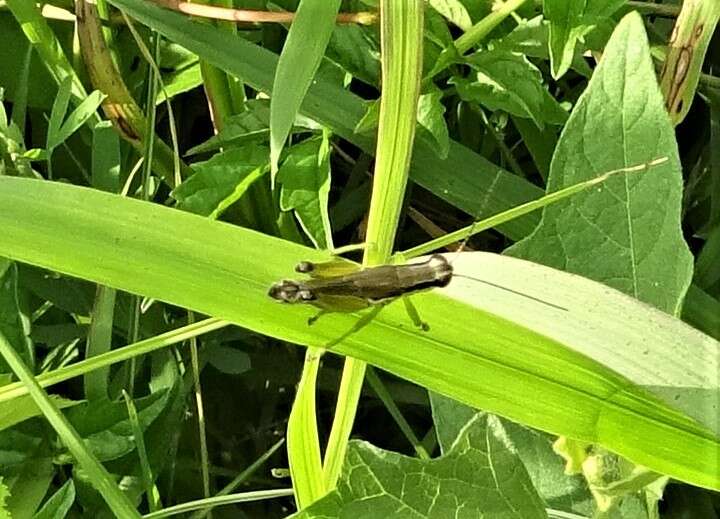 Image of Olive-green Swamp Grasshopper