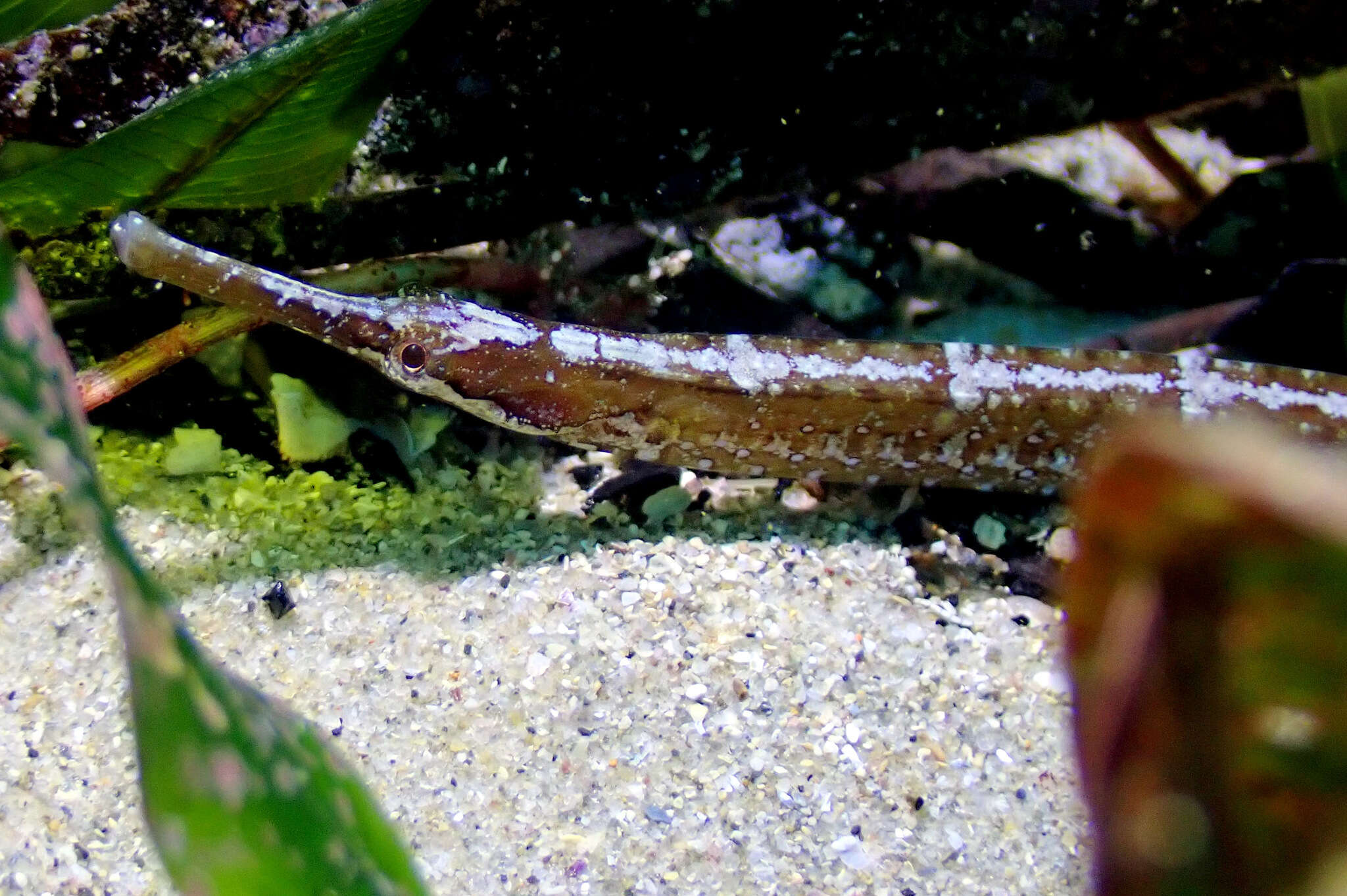 Image of Mother-of-pearl pipefish