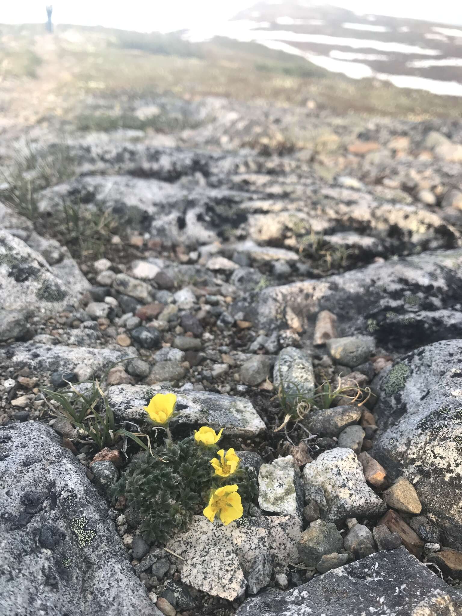 Image de Potentilla subvahliana B. A. Jurtzev