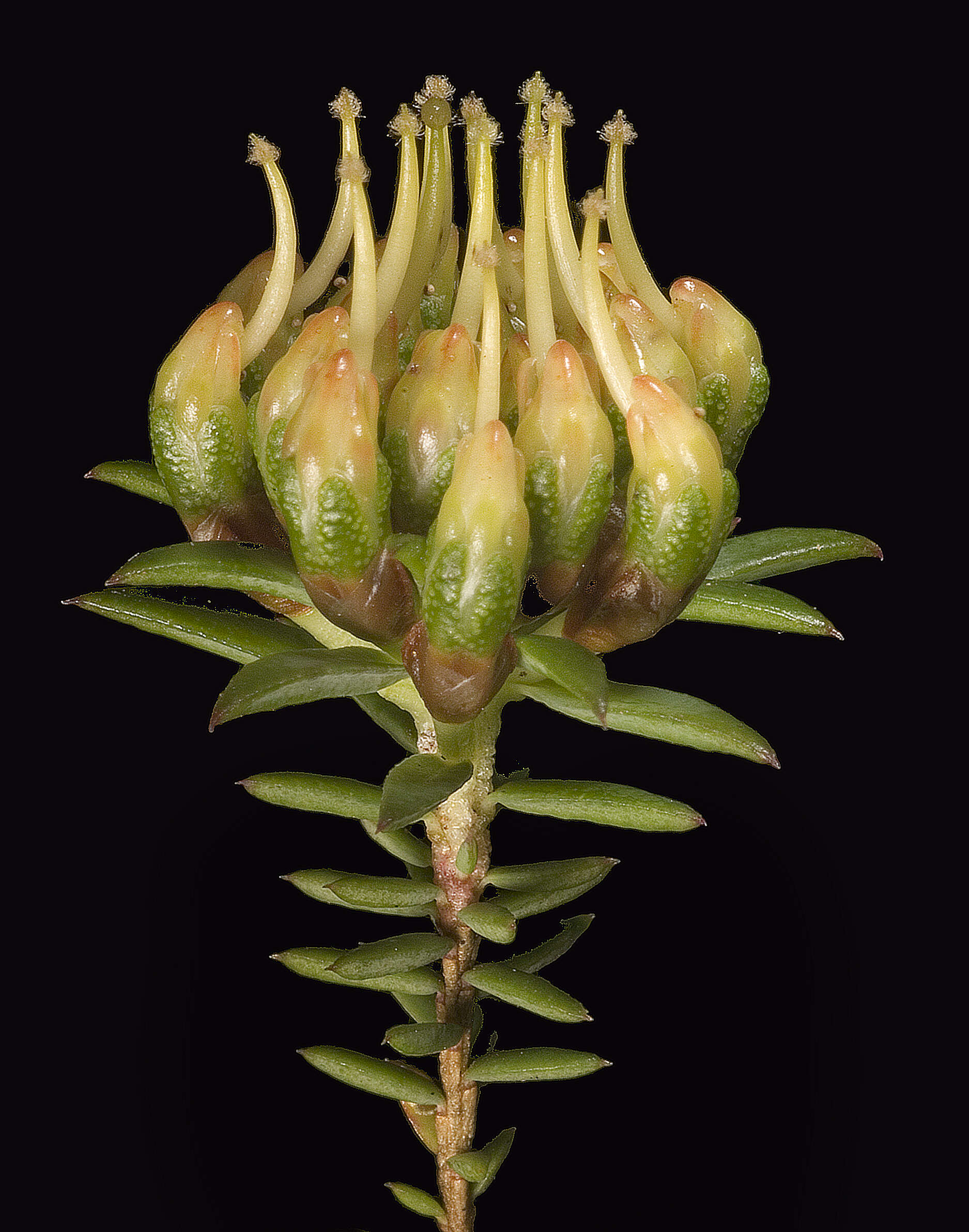 Image of Darwinia hortiorum K. R. Thiele