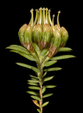 Image of Darwinia hortiorum K. R. Thiele