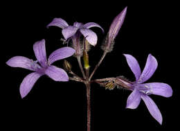 Image de Marianthus drummondianus (Putterl.) Benth.