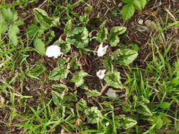 Image of baby cyclamen