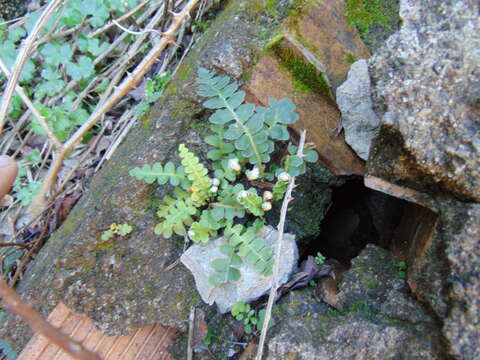 Plancia ëd Asplenium ceterach L.