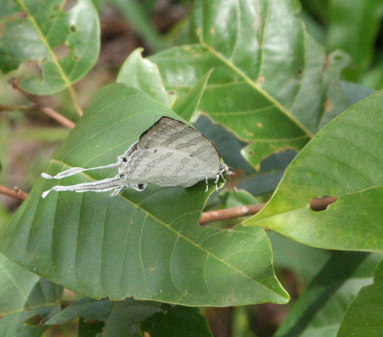 Image of Neomyrina hiemalis (Godman & Salvin 1878)