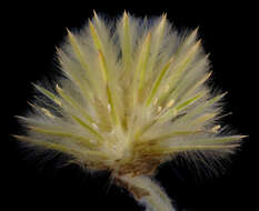 Image of Ptilotus clementii (Farmar) Benl