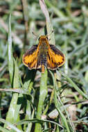 Image of Hylephila phyleus (Drury 1773)