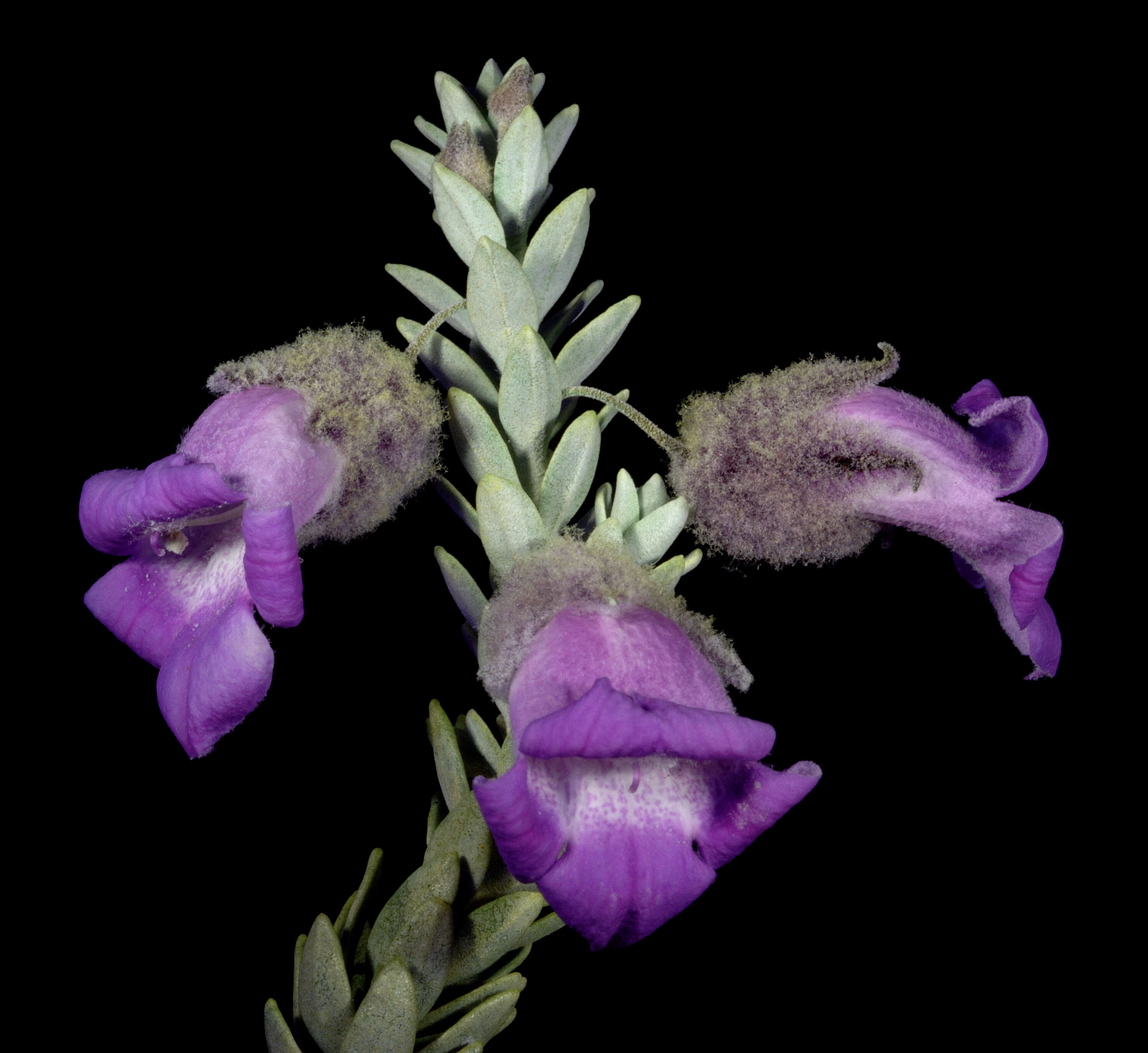 Eremophila lachnocalyx C. A. Gardner resmi