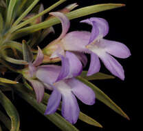 Imagem de Eremophila phyllopoda Chinnock