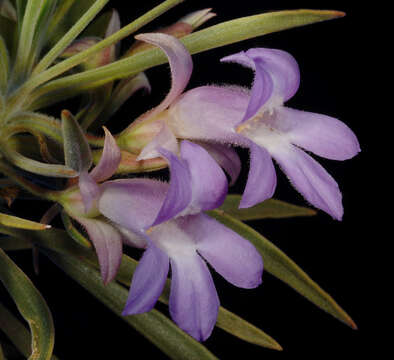 Image of Eremophila phyllopoda Chinnock