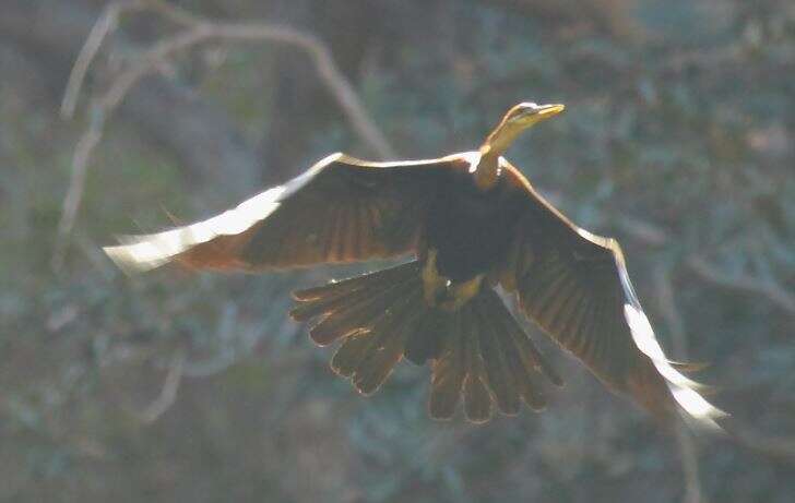 Image de Anhinga rufa vulsini Bangs 1918