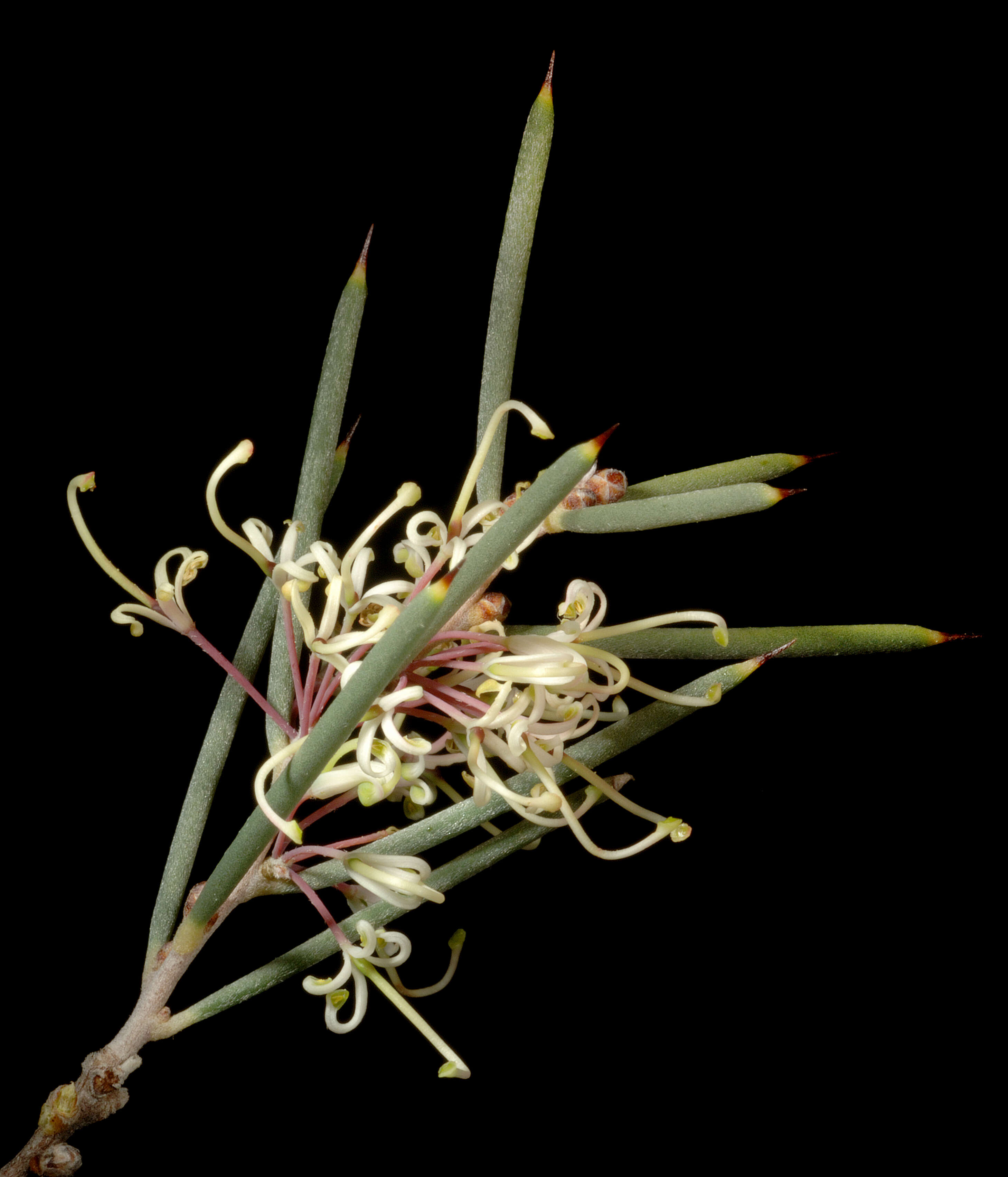 Image of Hakea preissii Meissn.