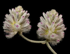 Image of Ptilotus obovatus (Gaudich.) F. Müll.