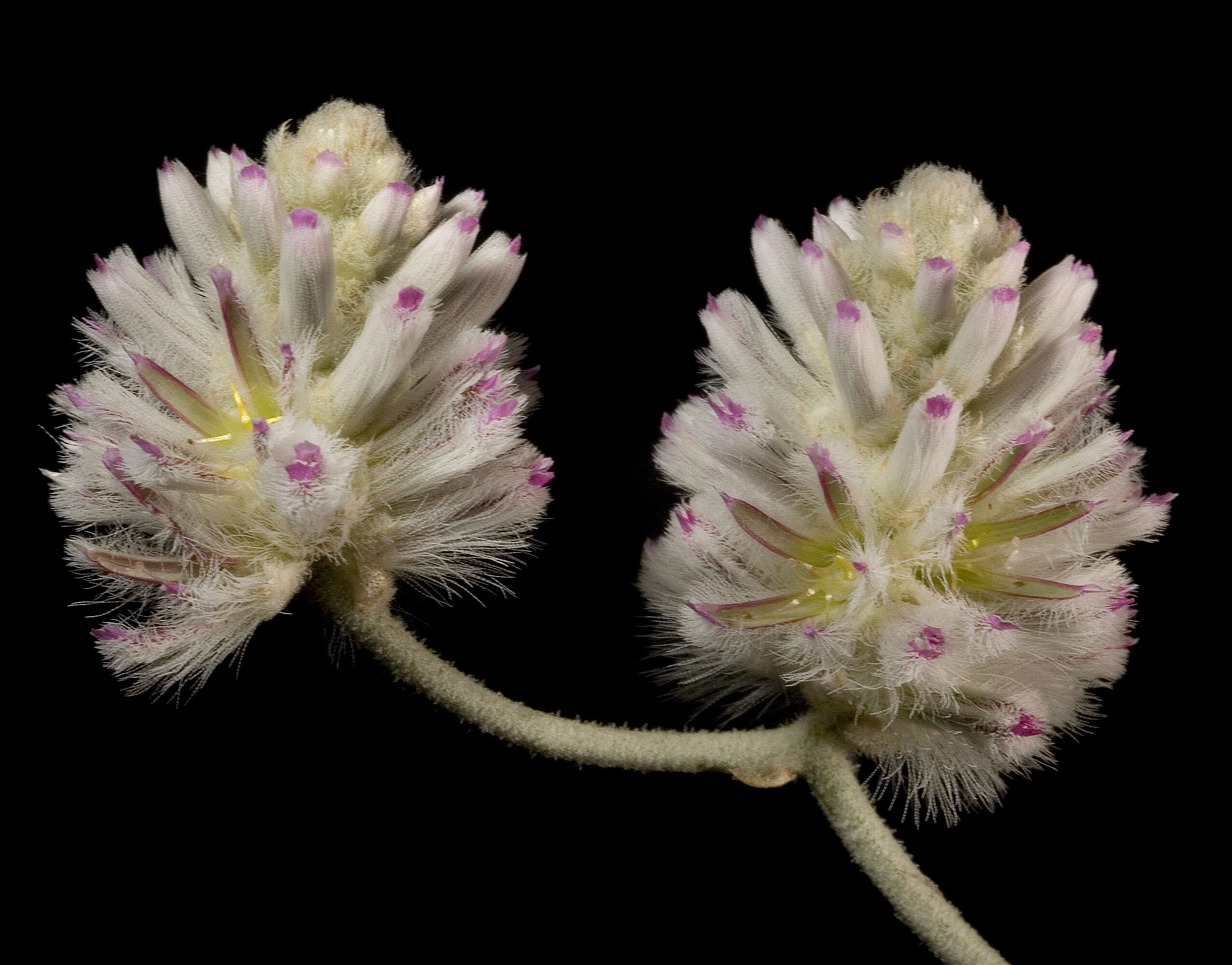 Image of Ptilotus obovatus (Gaudich.) F. Müll.