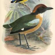 Image of Black-faced Pitta