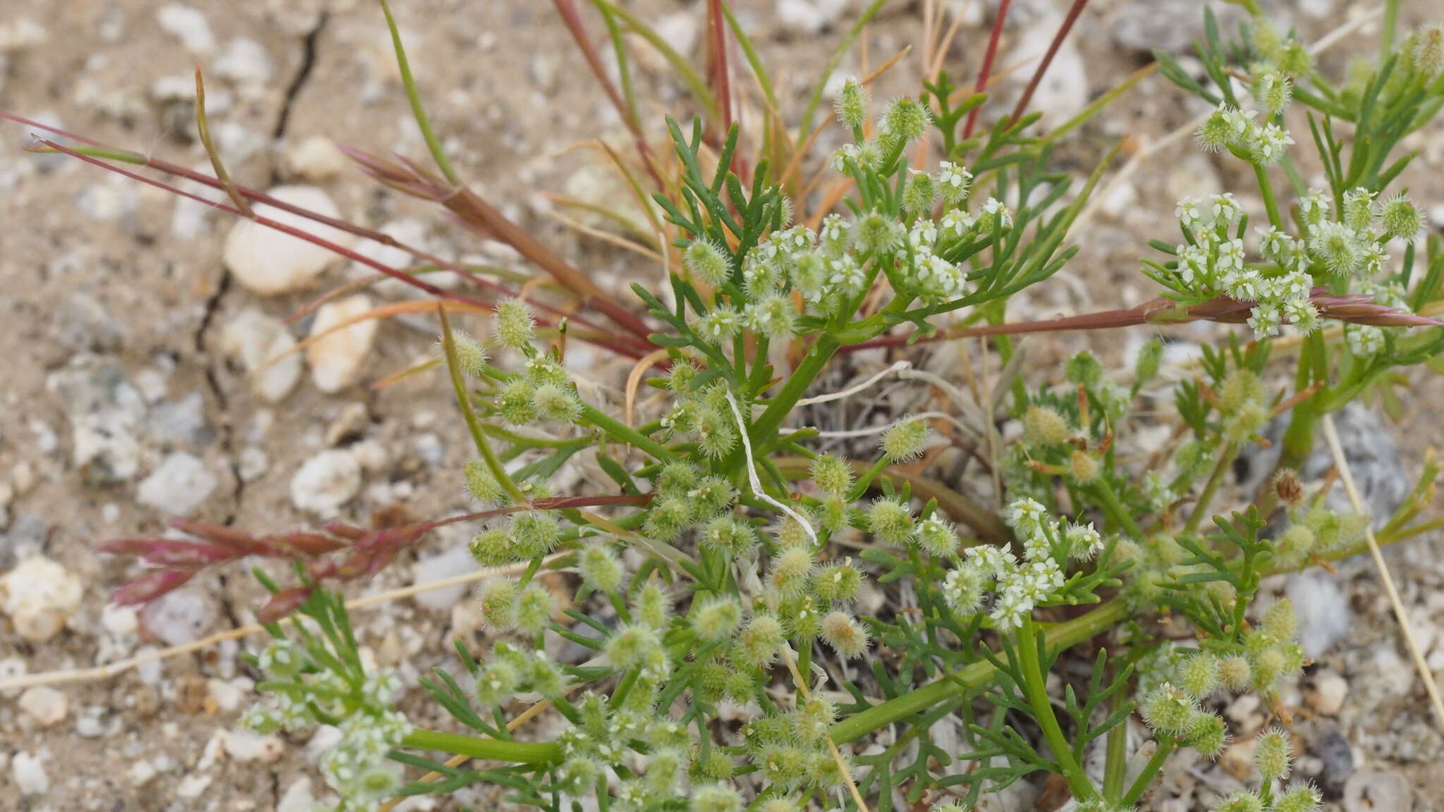 Imagem de Spermolepis lateriflora G. L. Nesom