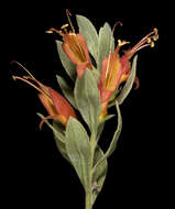 صورة Eremophila glabra (R. Br.) Ostenf.