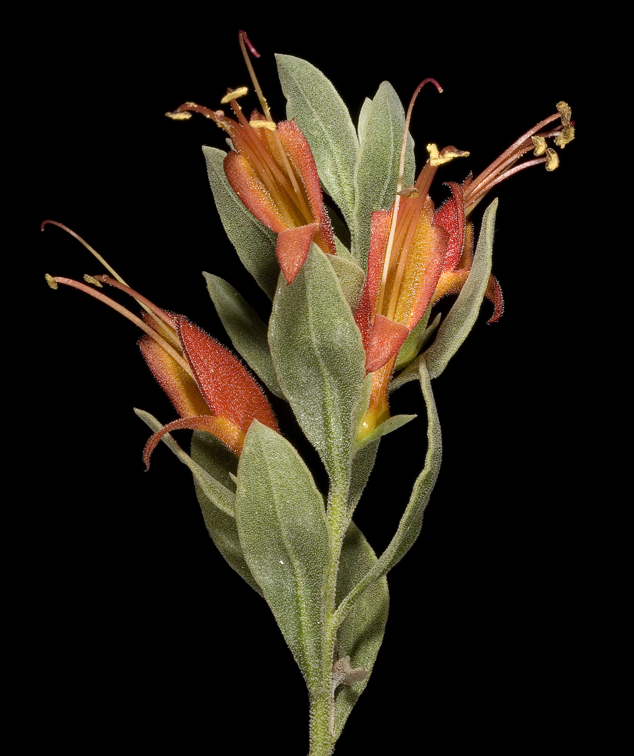 صورة Eremophila glabra (R. Br.) Ostenf.