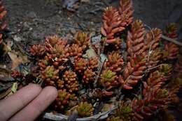 Sedum rubrotinctum R. T. Clausen resmi