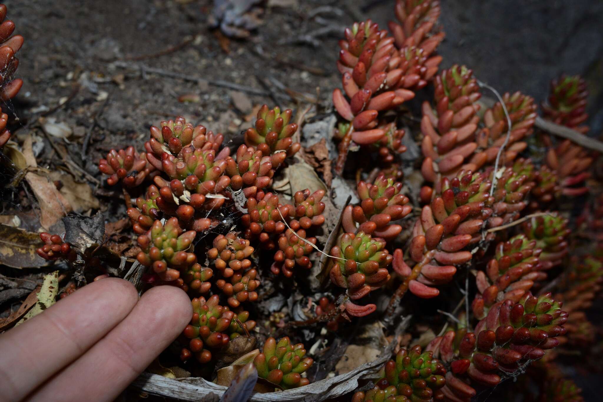 Sedum rubrotinctum R. T. Clausen resmi