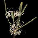 Image of Hakea stenophylla A. Cunn. ex R. Br.