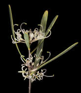 Image of Hakea stenophylla A. Cunn. ex R. Br.