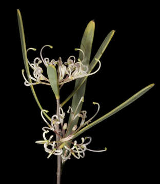 Image of Hakea stenophylla A. Cunn. ex R. Br.