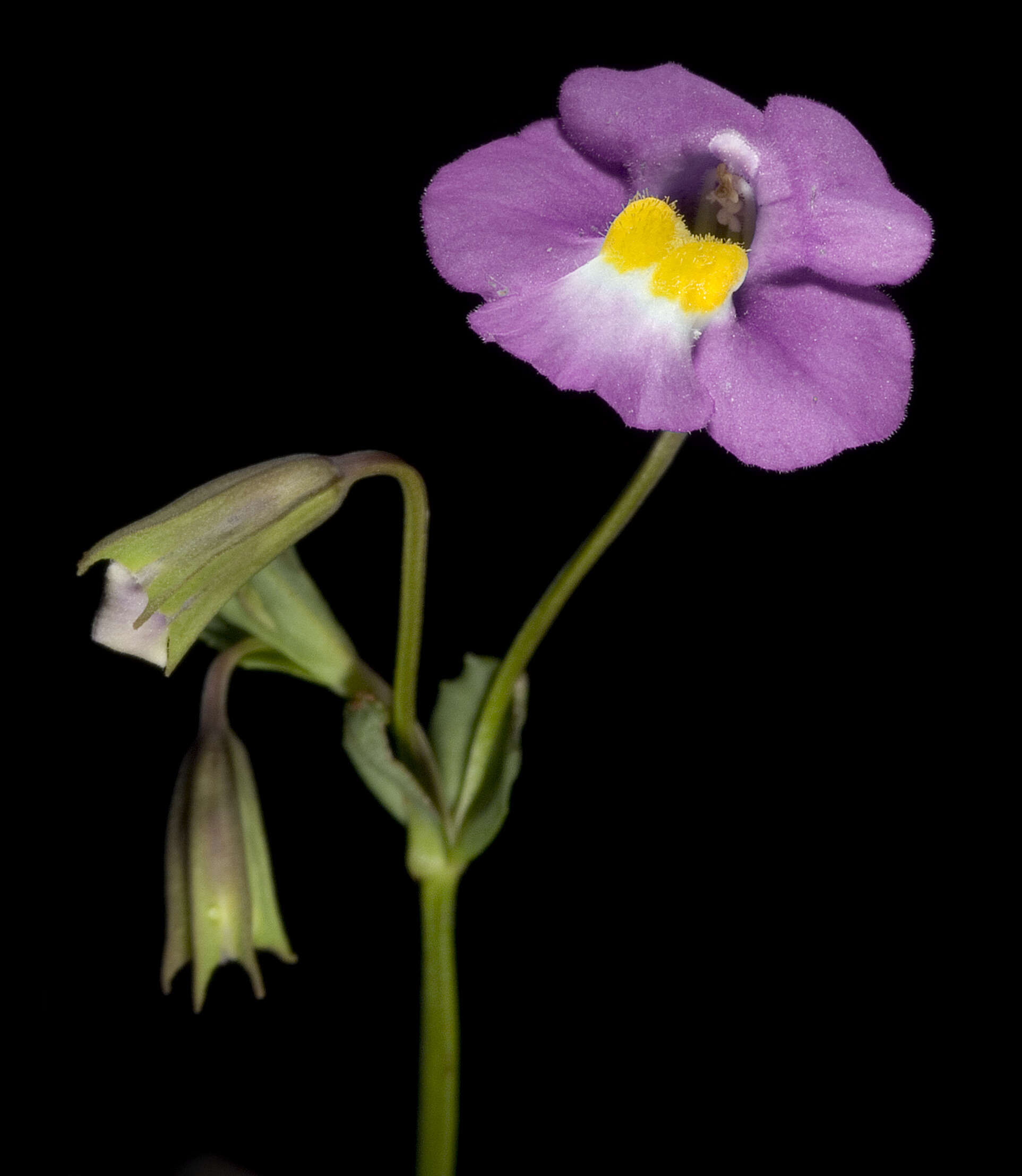 Plancia ëd Mimulus gracilis R. Br.