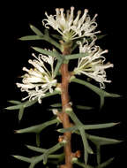 Image of Hakea lissocarpha R. Br.