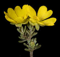 Image of Hibbertia gracilipes Benth.