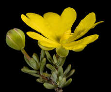 Image of Hibbertia gracilipes Benth.