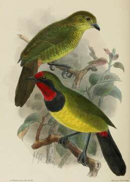 Image of Doherty's Bush Shrike