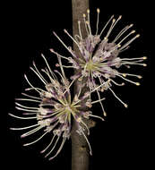 Image of pincushion tree