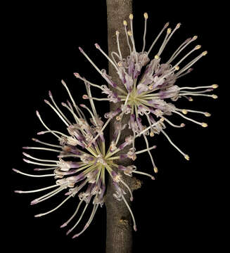 Image of pincushion tree