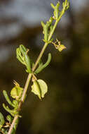 Image of Roepera aurantiaca Lindl.