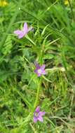 Image of Legousia falcata (Ten.) Fritsch ex Janch.