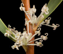 Image of Hakea incrassata R. Br.