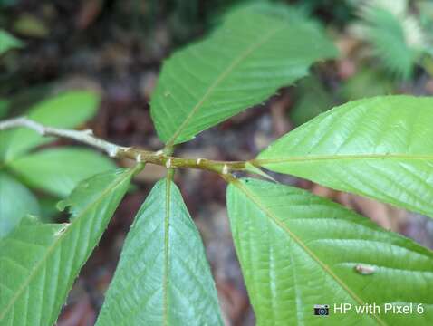 Image of Rinorea anguifera (Lour.) Kuntze