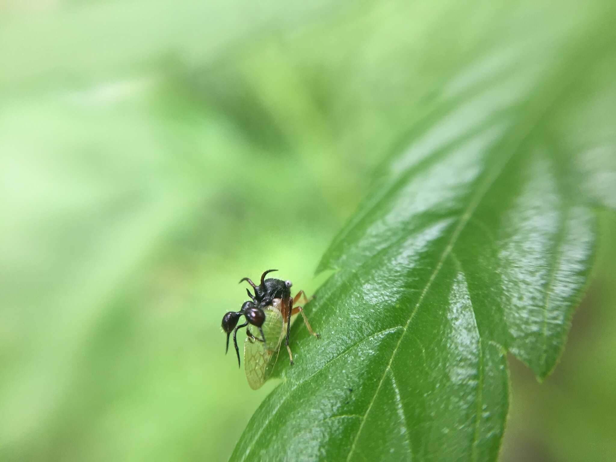 Image of Ant-mimicking Treehopper