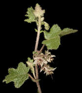 Image of Thomasia foliosa J. Gay