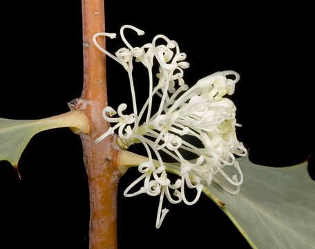 Image of Hakea cristata R. Br.