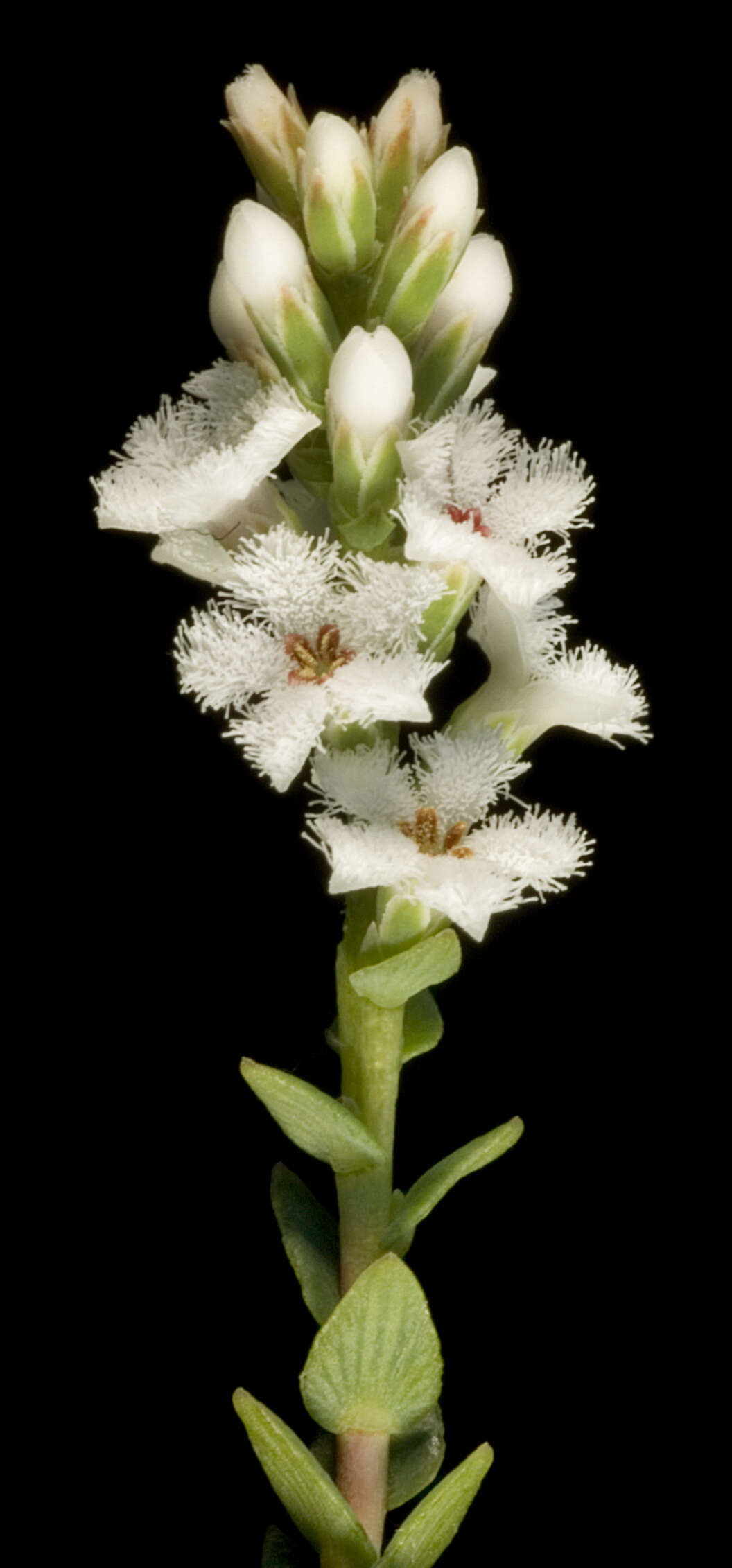 Image of Leucopogon glabellus R. Br.