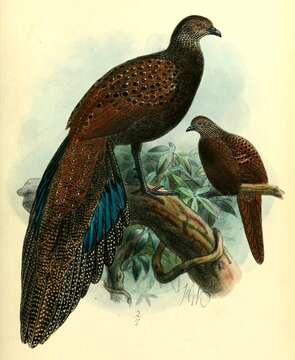 Image of Mountain Peacock-Pheasant