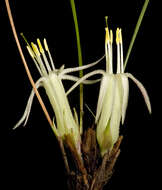Image of Conostylis androstemma F. Muell.