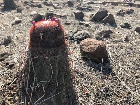 Melocactus peruvianus Vaupel resmi