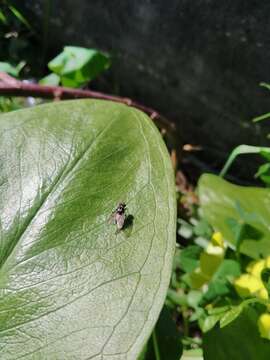 Imagem de Anthomyia quinquemaculata Macquart 1839