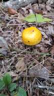 Pulveroboletus curtisii (Berk.) Singer 1947的图像