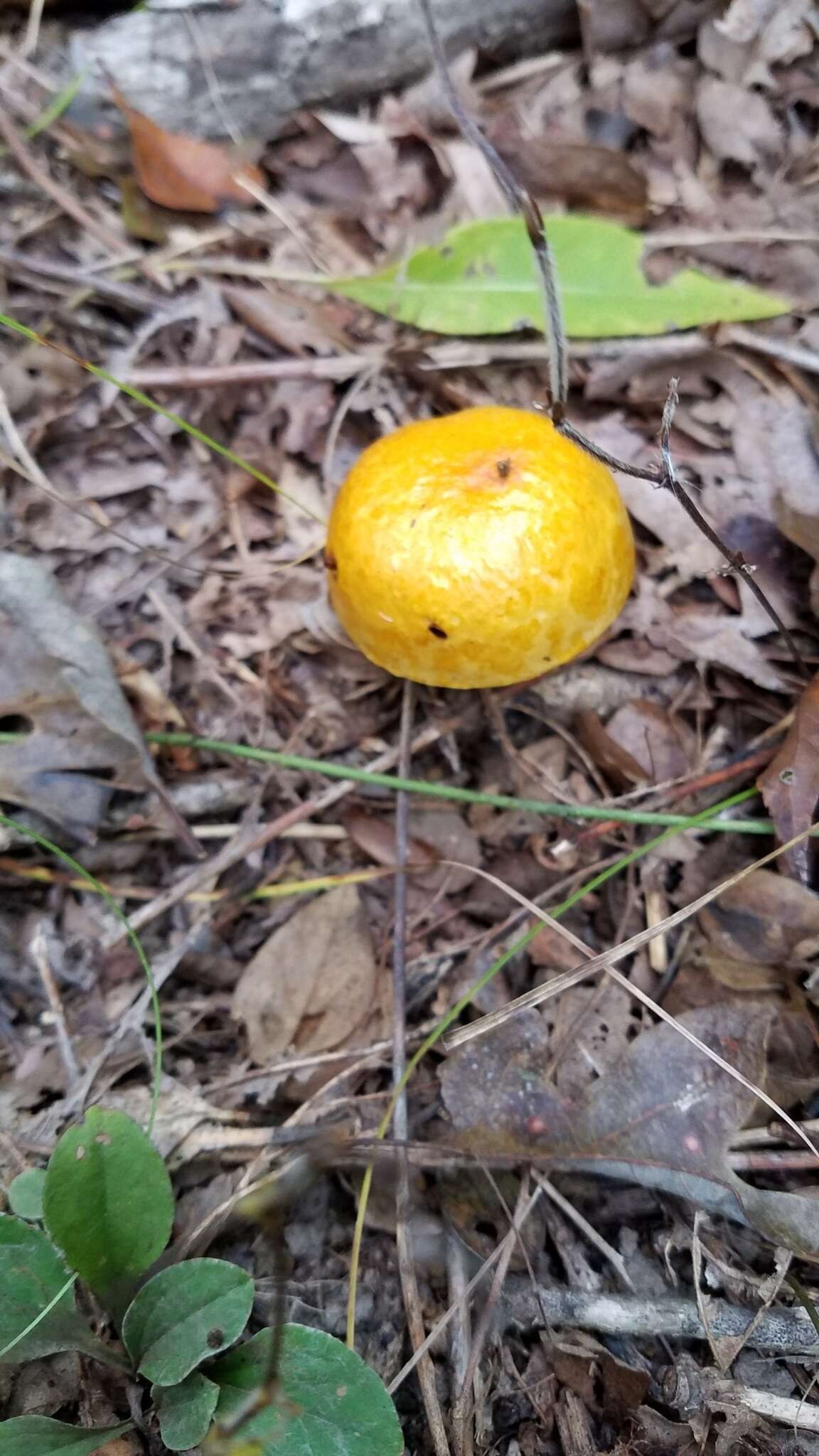 Pulveroboletus curtisii (Berk.) Singer 1947的图像